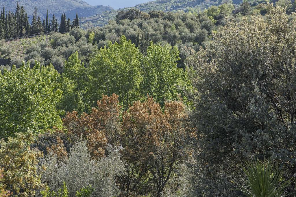 Cortijo La Vinuela Villa Atalbeitar Eksteriør billede